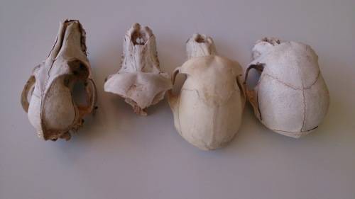 Collection of skulls - 3x Baboon, 1x Jackal