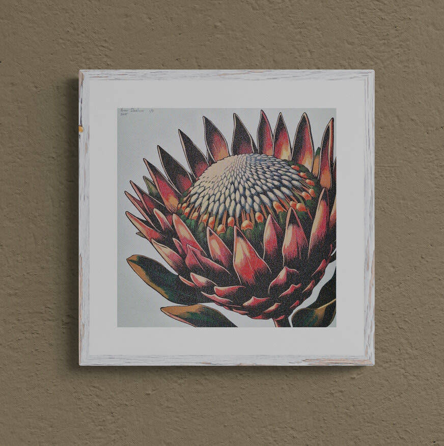 Anna Ibrahim - King Protea / 40cm x 40cm signed print marked 1/3