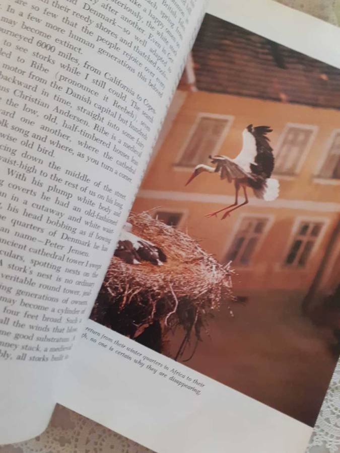 Marvels & Mysteries of our Animal World ~ READER`S DIGEST