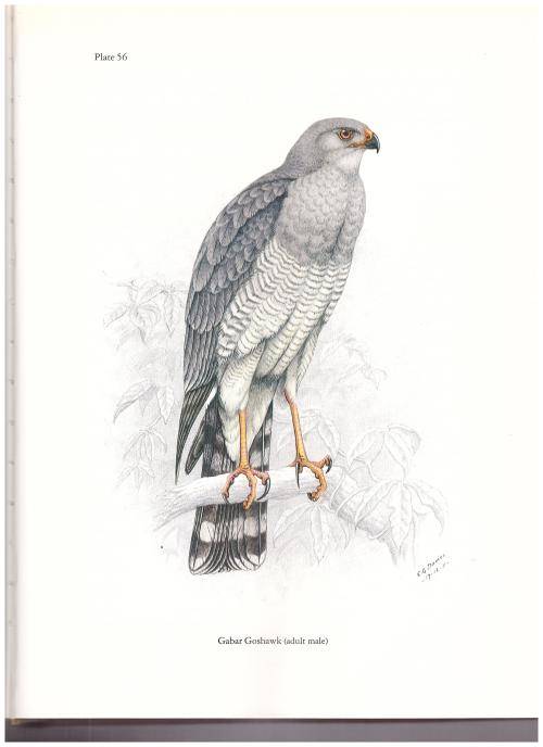BIRDS OF PREY OF SOUTHERN AFRICA LIMITED COPIES