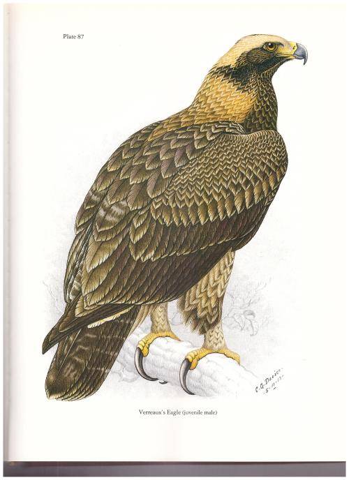 BIRDS OF PREY OF SOUTHERN AFRICA LIMITED COPIES