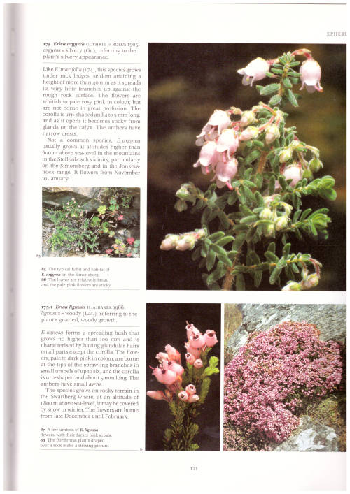 ERICAS OF SOUTH AFRICA