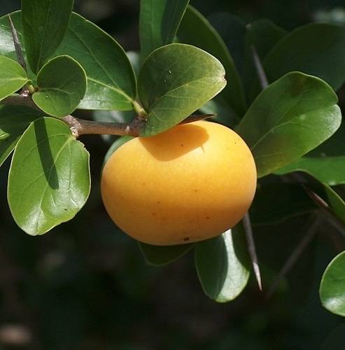 Kei Apple (Dovyalis Caffra) - 5 seeds