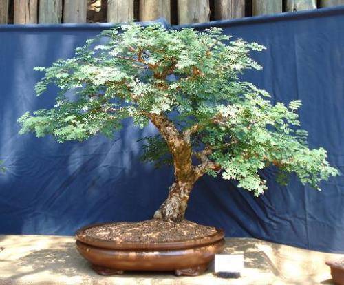 Black Monkey Thorn (Acacia Burkei) - 5 seeds