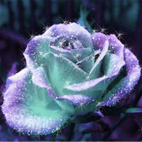 Rose Seeds - Mint and Purple - 5 seeds