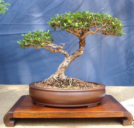 Wild Olive Tree (Olea Africana) - 5 seeds