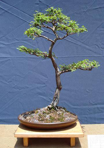 White Stinkwood Tree (Celtis Africana) - 5 seeds