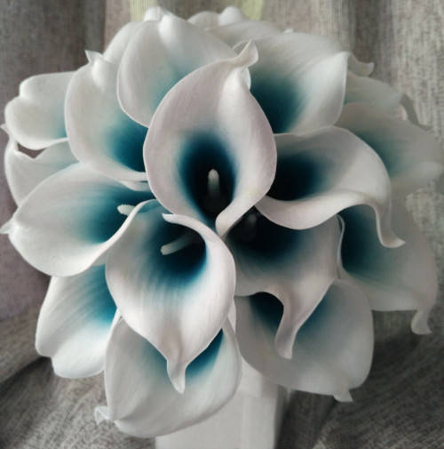 Calla Lily (White/Blue) - 5 seeds