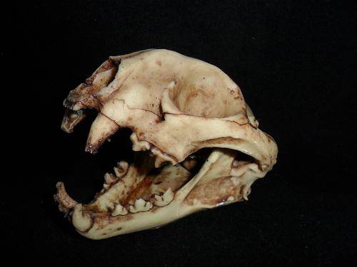 AFRICAN CARACUL SKULL (Resin)