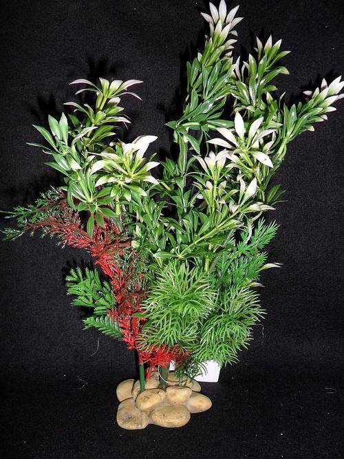 AQUARIUM PLANT