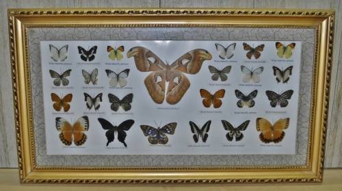 Vintage Framed Butterfly Specimen Collection (25 Butterflies) - Decorative Art