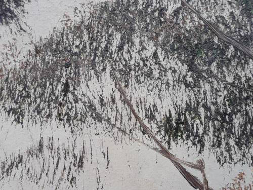 CANT MAKE OUT ARTIST NAME !! STUNNING HUGE STILL LIFE!!!!!!!!!!!!!!!!!!!!!!!!! PAINTING NAME TAMMY?