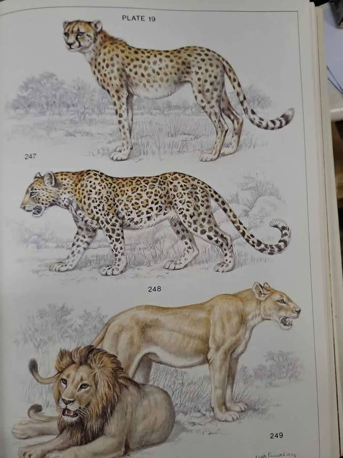 THE MAMMALS OF THE SOUTHERN AFRICAN SUBREGION. By J Skinner & R Smithers