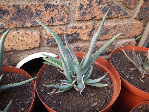 Aloe pseudorubroviolacea Ajalta form