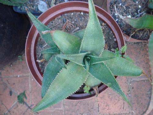 Aloe thorncroftii