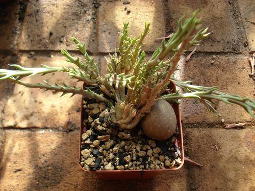 Stapeliad - Orbea rogersii