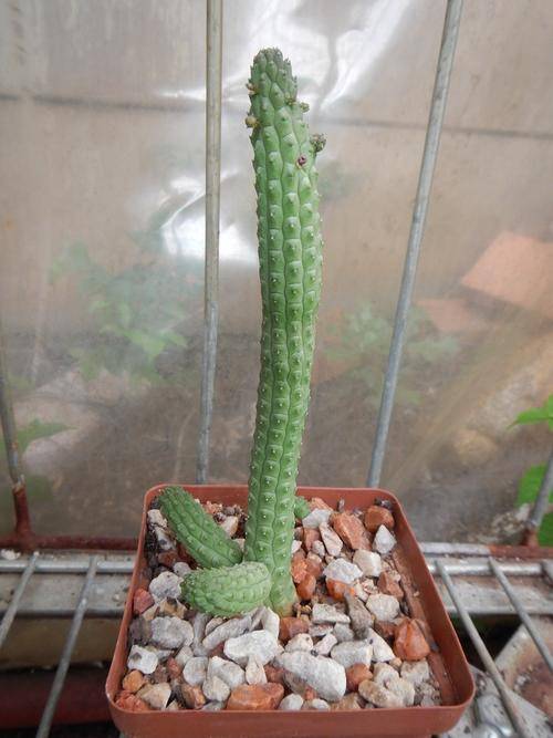 Stapeliad - Echidnopsis cereiformis