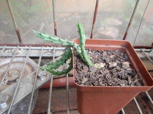 Stapeliad - Orbea pulchella