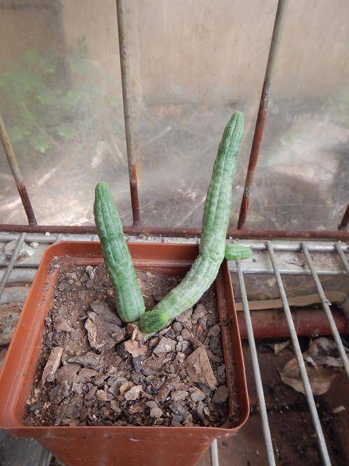 Stapeliad - Notechidnopsis tesselata