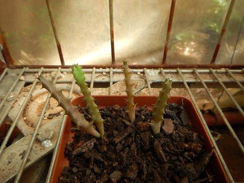 Stapeliad - Huernia whitesloaneana seedlings
