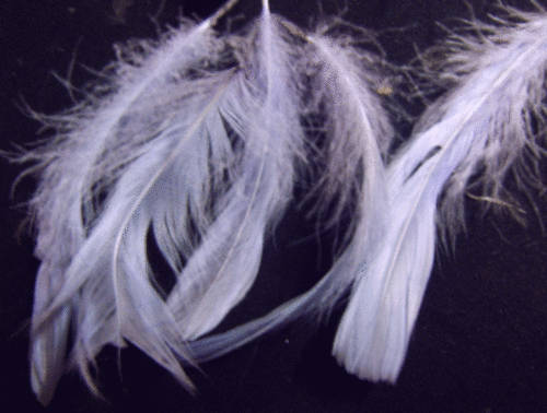 Dusky Blue Feathers - Pack of 20.