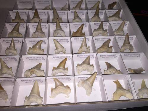 Fossil Otodus obliquus Shark Tooth - 55-65 million years old
