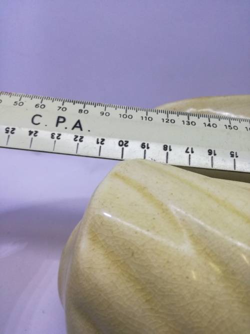 Drostdy shell - yellow