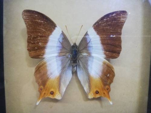 Vintage butterfly shadowbox