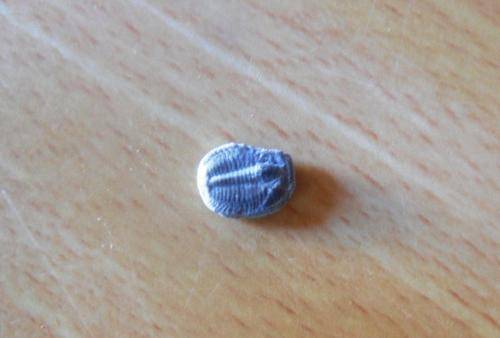 Fossilised Trilobites/free postage in south africa