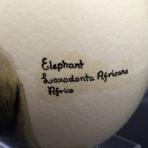 Hand-Painted `Elephant` Ostrich Egg (Signed)