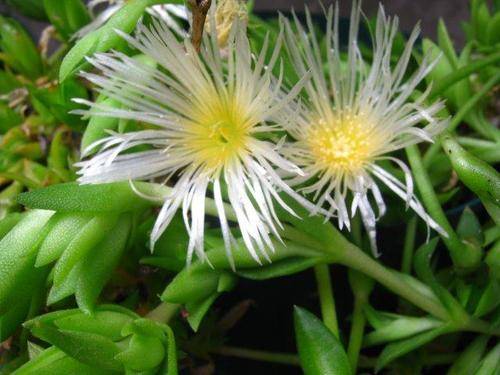 Sceletium Kanna 100g - AAA+ Highest grade