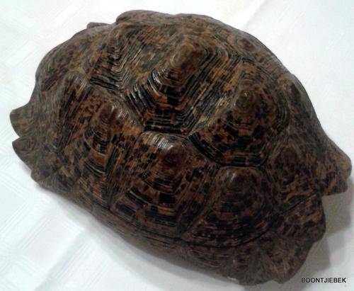 Leopard tortoise shell (38cm by 21cm)