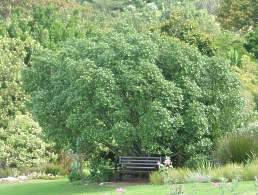 Sideroxylon inerme - White milkwood (10 Seeds)