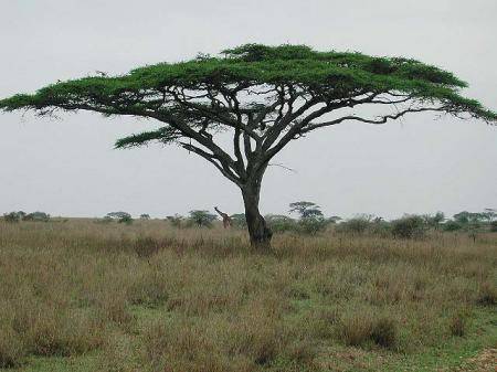Acacia tortilis - Umbrella thorn (10 Seeds)