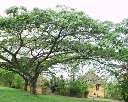 Albizia adianthifolia - Flat-crown albizia (10 Seeds)