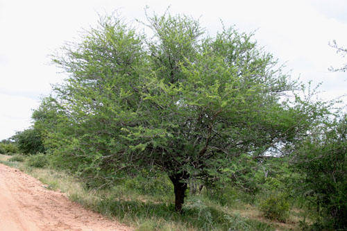 Acacia grandicornuta - Horned thorn (10 Seeds)