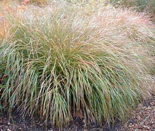 Stipa Arundinacea - Pheasant grass (10 Seeds)