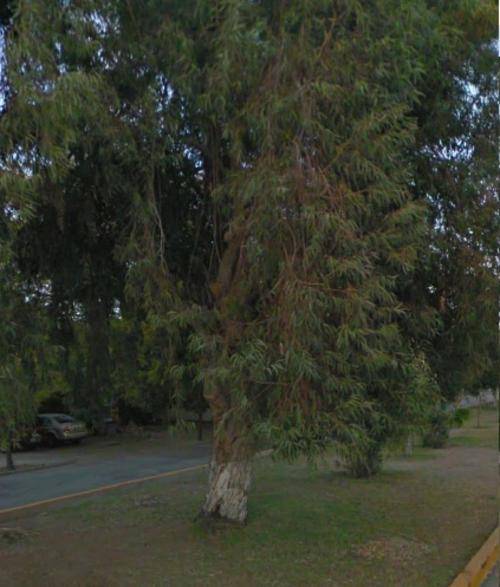 Eucalyptus globulus - Tasmanian Blue Gum, Bloekomboom (10 Seeds)