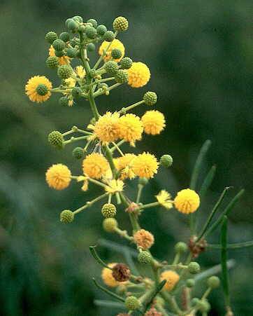 Acacia Davyi - Corky thorn / Kurkdoring (50 Seeds)