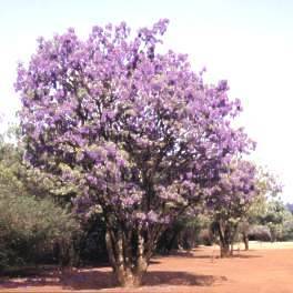 Bolusanthus speciosus - Tree wisteria (10 Seeds)