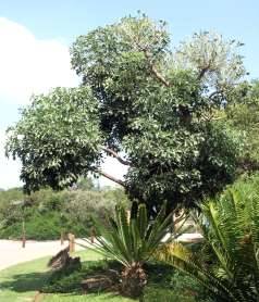 Spring Sale - Cussonia spicata - Common cabbage Tree  (50 Seeds)