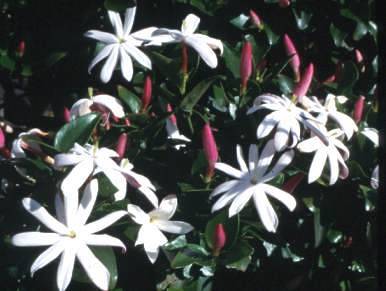 Spring Sale - Jasminum multipartitum - Starry wild jasmine  (10 Seeds)