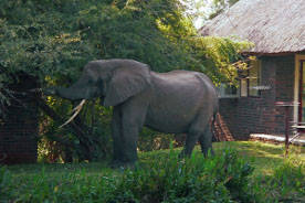 Ngwenya Lodge 4 Nights 6 people (May)