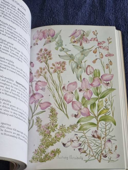 Outeniqua Tsitsikamma and Eastern Little Karoo by Audrey Moriarty