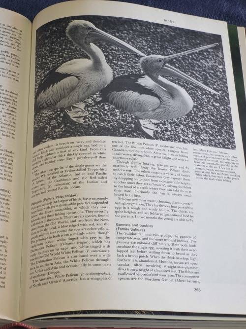Larousse Encyclopedia of Animal Life by Paul Hamlyn