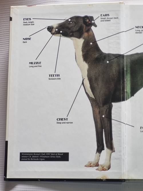 Italian Greyhound | A Complete and Reliable Handbook