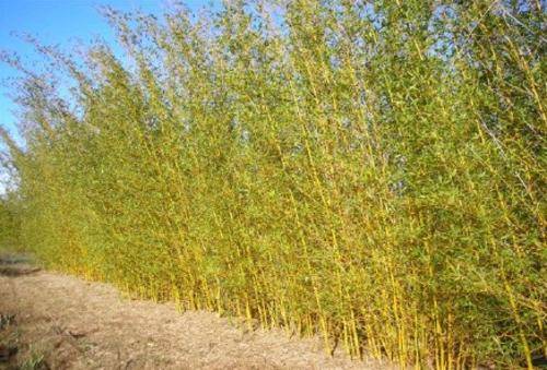Bambusa riviorum Golden Goddess Hedge Bamboo Plants for Sale