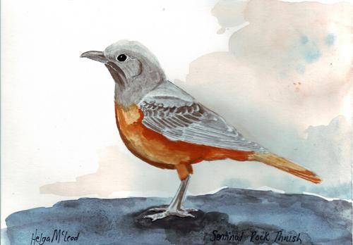 Sentinal Rock Thrush - bird art