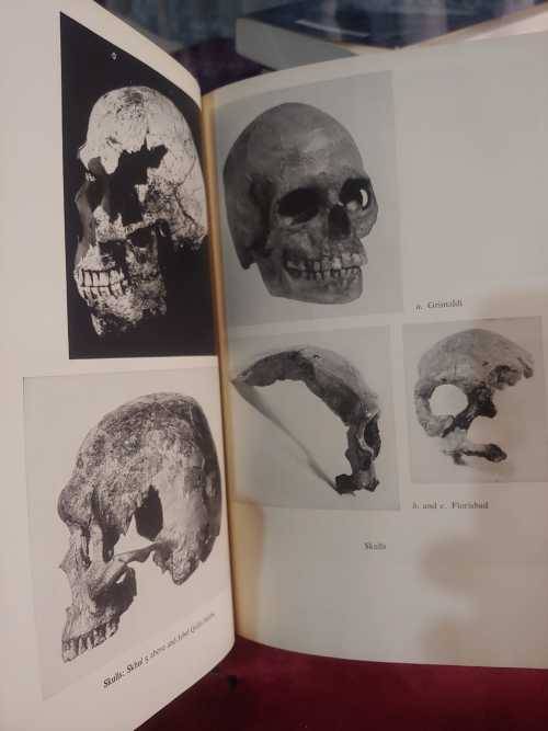 The Origin Of Races - by Carleton S. Coon