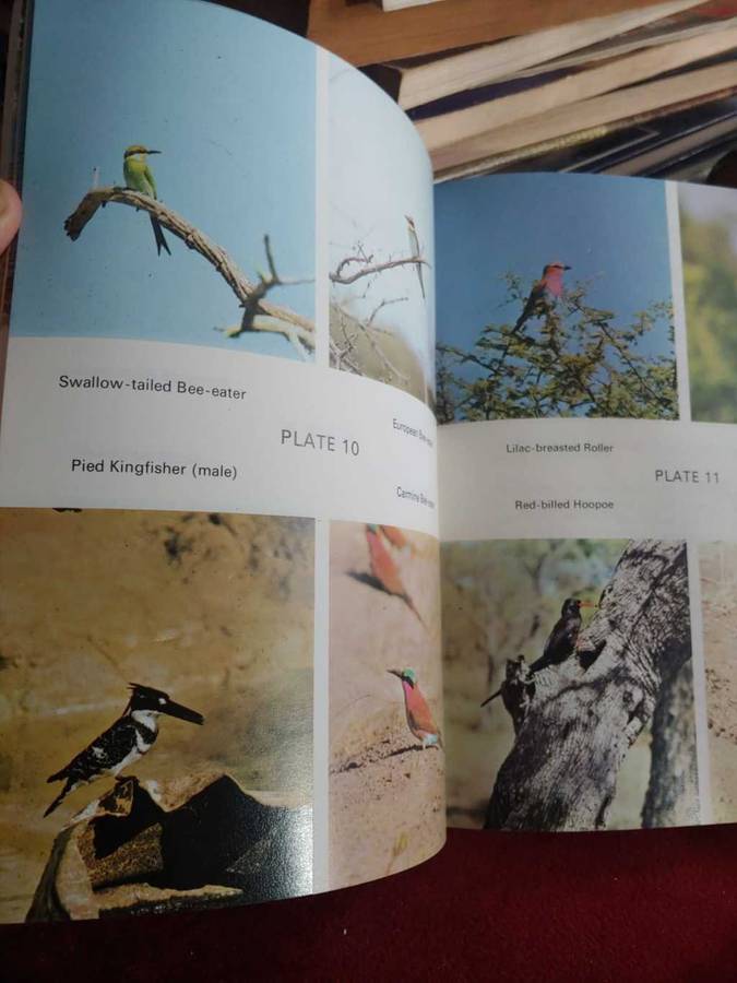 Hwange Birds - Peter Steyn